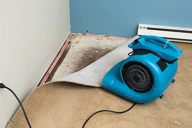 Best Water damage cleanup near me  in , AR